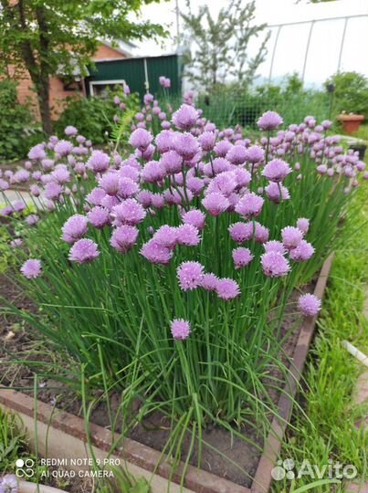 Яблоки сушёные. Лук шнитт, слизун