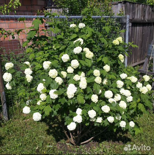 Калина бульденеж саженцы