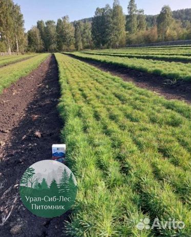 Сосна зкс окс сеянцы Ель Лиственница Голуб Горная