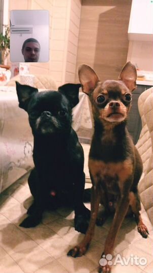 Передержка