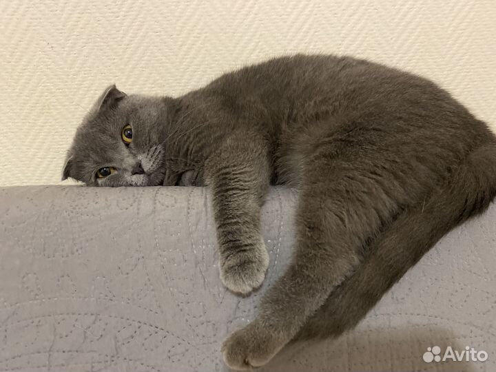 Шотландская кошка вязка