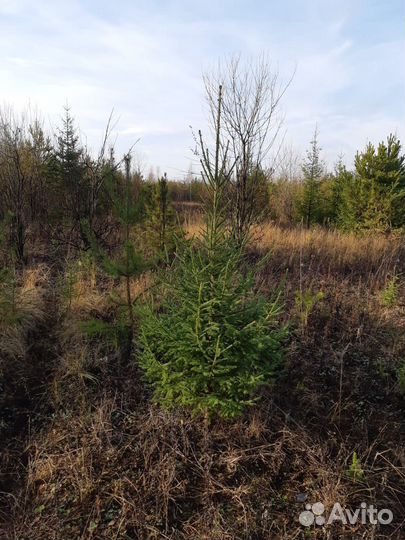 Ель навогоднию