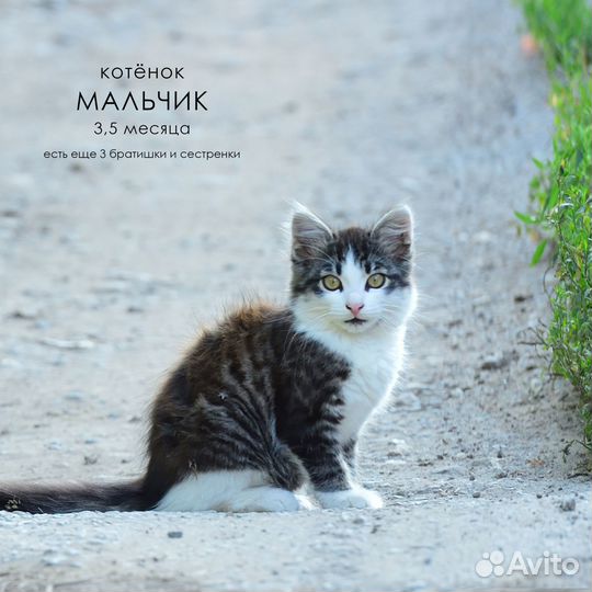 Красивые котята