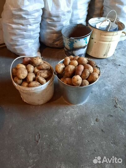 Продам картофель