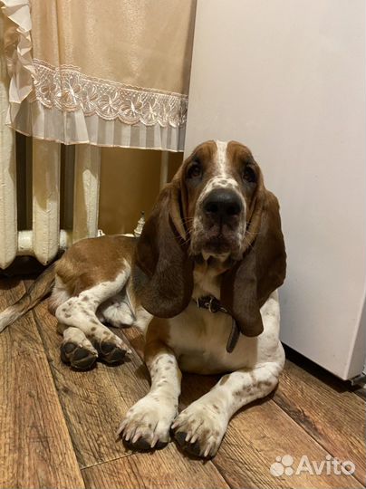 Бассет- хаунд вязка мальчик