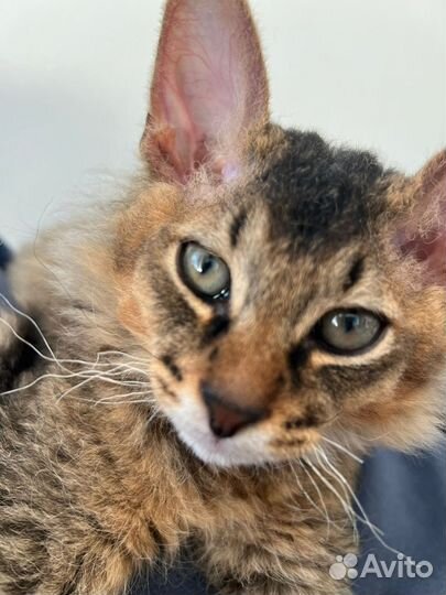 Abyssisphynx - абиссфинкс