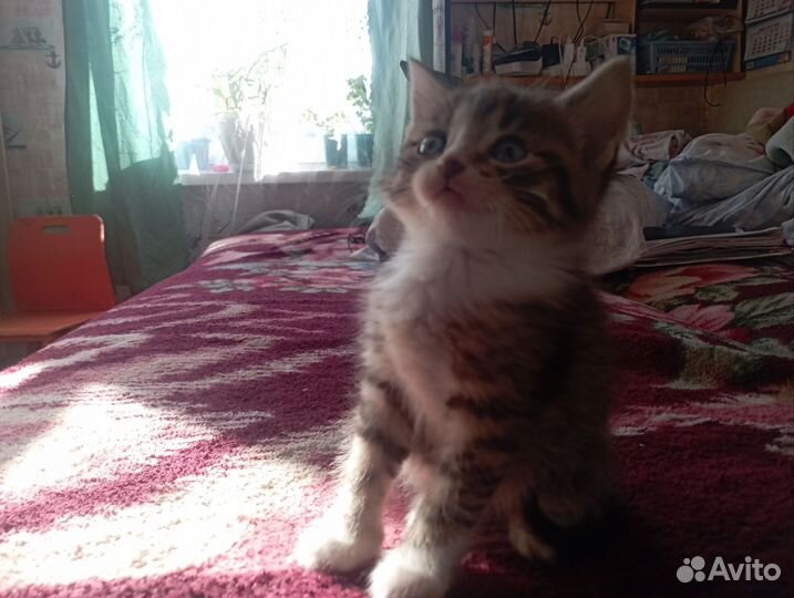 Кошка в дар бесплатно