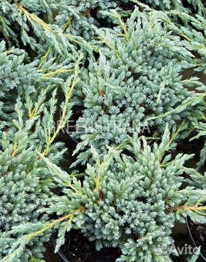 Можжевельник Чешуйчатый Блю Спайдер/70-80 см С10