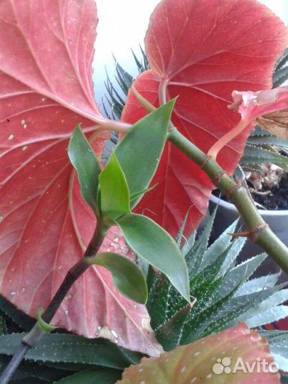 Золотой Ус Растение лекарственное Алоэ Саженцы