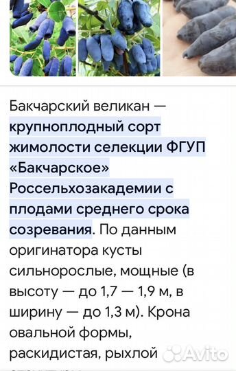 Жимолость саженцы