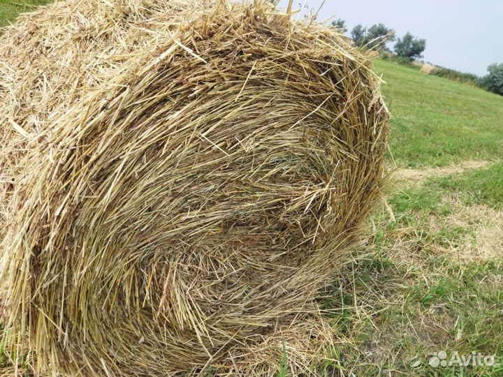 Товары для животных