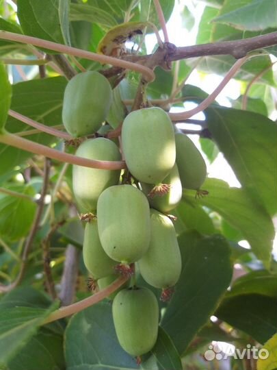 Саженцы актинидии