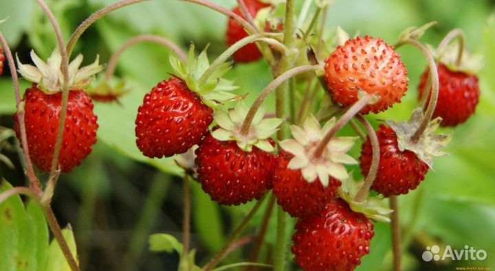 Лесные ягоды и грибы