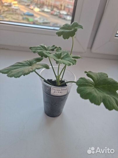 Пеларгония герань swan. Pink укор черенок