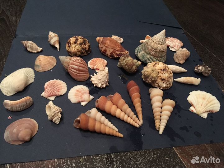 Камни и ракушки для аквариума