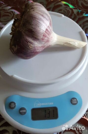 Чеснок сортовой