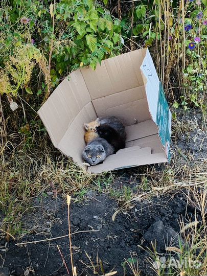 Котята в добрые руки