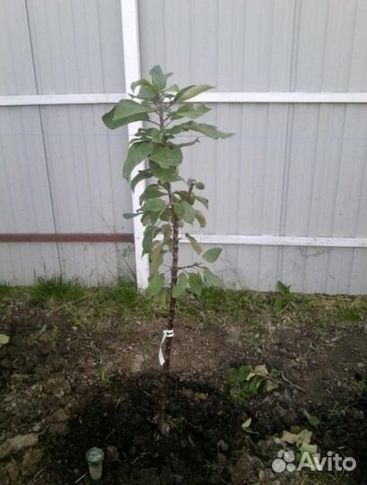 Саженцы яблони