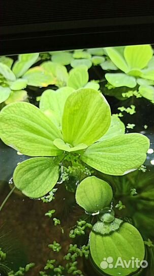 Пистия (аквариумное растение)