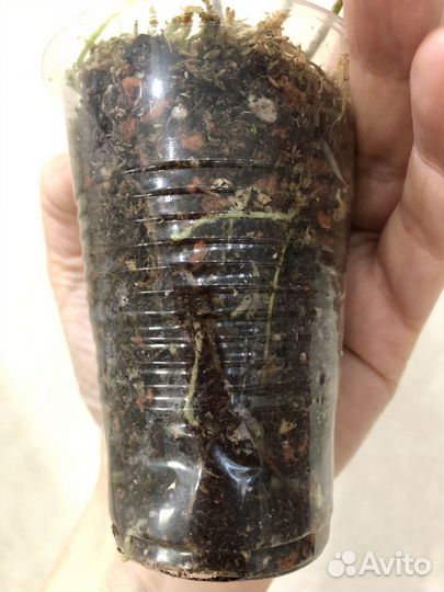 Папоротник вариегатный Фалтата