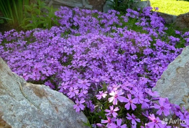 Саженцы флокс шиловидный