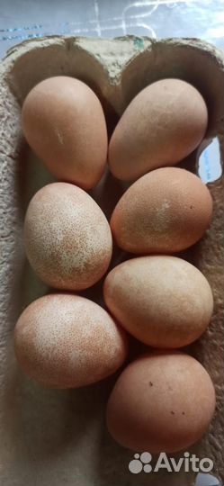 Инкубациионные яйца цесарки и кур