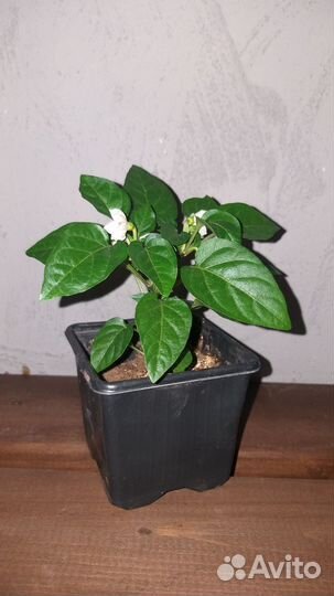 Комнатный перчик