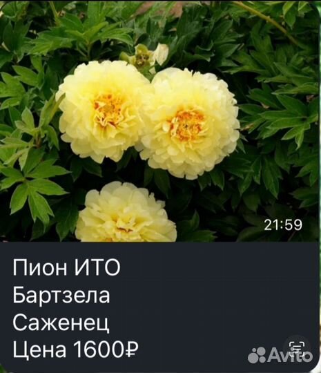 Пионы саженцы