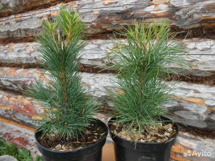 Саженцы сибирского кедра