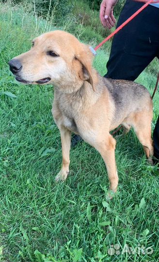 Собака в добрые руки отдам бесплатно