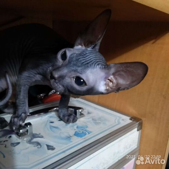 Котенок донской сфинкс