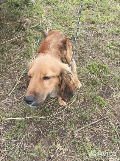 Собаки в дар (полукровки спаниеля)