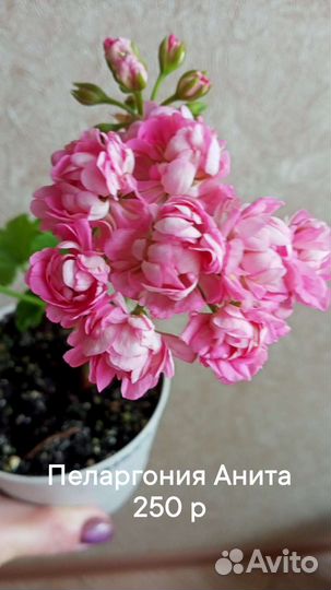 Пеларгония герань сортовая