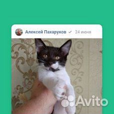 Отдам бесплатно