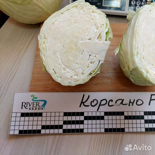 Семена капусты