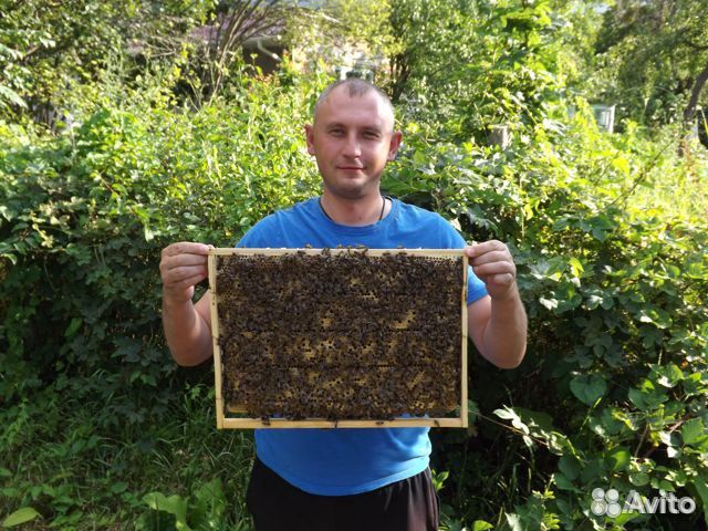 Пчеломатки Карника.Карпатка.Украинская степ. 2023