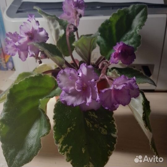 Фиалка цветущая