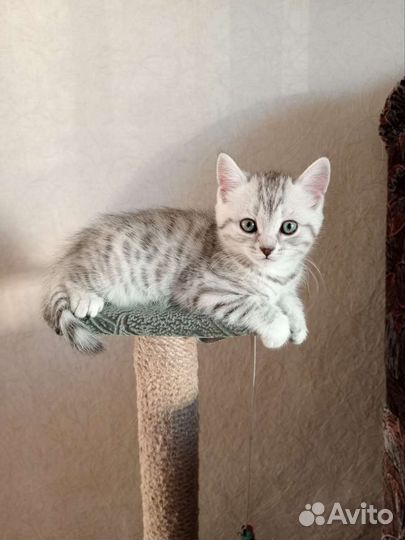 Кошка в дар