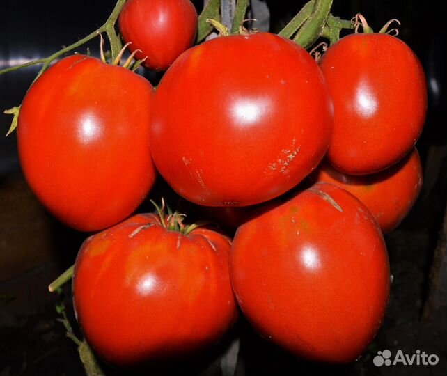 Семена томатов Минусинские и другие сорта