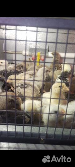 Джерсийский Гигант, Брама Тёмная