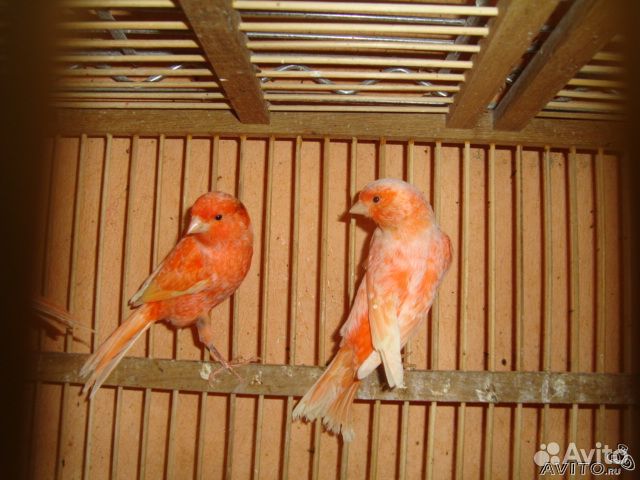 Канарейки красные интенсив и шемель крупной породы