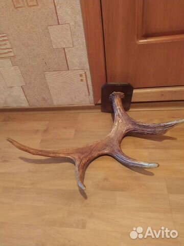 Рога оленя и лося