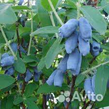 Канадские сорта жимолости