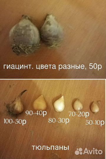 Луковицы тюльпанов