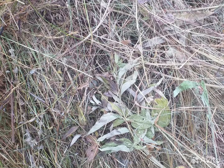 Корма для животных