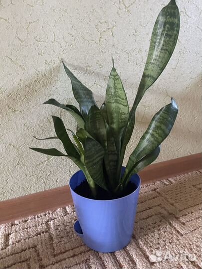 Сансивиерия