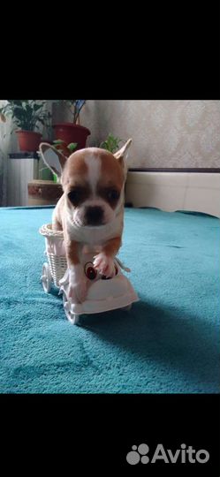 Чихуахуа, тойтерьеры, карликовые пинчеры Доставка