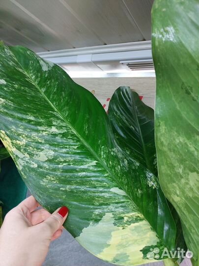 Диффенбахия