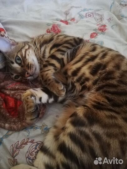 Бенгальская кошка