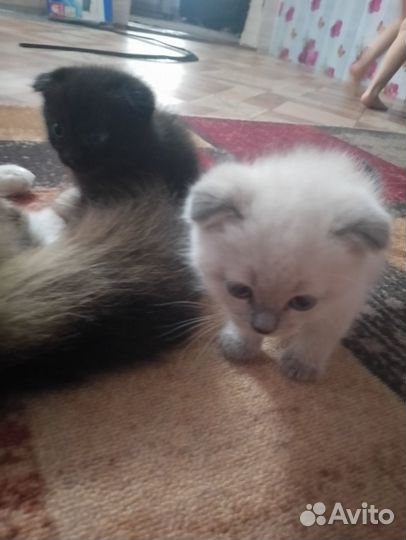 Вислоухие котята